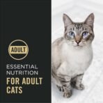 Purina Pro Plan High Protein Cat Food With Probiotics for Cats, Chicken and Rice Formula - 7 lb. Bag - Image 4