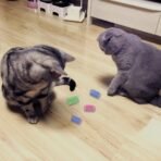 Andiker Interactive Cat Spiral Creative Spring Toy to Kill Time and Keep Fit, Sturdy and Heavy Plastic for Swatting, Biting, Hunting Kitten Toys, Colorful, 12 pcs - Image 3