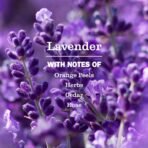 Mrs. MEYER'S CLEAN DAY Multi-Surface Cleaner Concentrate, Use to Clean Floors, Tile, Counters, Lavender, 32 fl. oz - Image 4