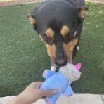 Jalousie Multipack Dog Squeaky Toys Strong Almost Indestructible, with Added Liner for Longer Play Dog Chew Toys (Medium Size - 6 Pack Assorted Animals) - Image 3