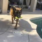 Jalousie Multipack Dog Squeaky Toys Strong Almost Indestructible, with Added Liner for Longer Play Dog Chew Toys (Medium Size - 6 Pack Assorted Animals) - Image 4