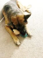 Jalousie Multipack Dog Squeaky Toys Strong Almost Indestructible, with Added Liner for Longer Play Dog Chew Toys (Medium Size - 6 Pack Assorted Animals) - Image 8