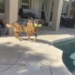 Jalousie Multipack Dog Squeaky Toys Strong Almost Indestructible, with Added Liner for Longer Play Dog Chew Toys (Medium Size - 6 Pack Assorted Animals) - Image 9