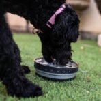 Loving Pets Corsa Dog Bowls- Stainless Steel Dog & Cat Bowls - Spill Proof Dog Food Bowl, Cat Bowl, Puppy Essentials & Pet Supplies Great for Home & Travel (Small 10-20 lbs, Stealth Black) - Image 5