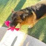 Jalousie Multipack Dog Squeaky Toys Bulk Bundle Pup Toy - Puppy Toys for Pets for Small Medium Breed (24 PCs Gift Basket) - Image 5