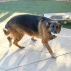 Jalousie Multipack Dog Squeaky Toys Bulk Bundle Pup Toy - Puppy Toys for Pets for Small Medium Breed (24 PCs Gift Basket) - Image 6