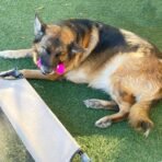 Jalousie Multipack Dog Squeaky Toys Bulk Bundle Pup Toy - Puppy Toys for Pets for Small Medium Breed (24 PCs Gift Basket) - Image 7