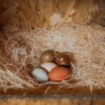 Eaton Pet and Pasture, Premium Laying Hen Nesting Pads, USA Grown & Sustainably Harvested, 13 x 13 (10 Pack) - Image 5