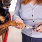 Dremel Pet Grooming Nail Guard Attachment, Ideal for Dog & Cat Nail Trimming, AT02-PGK - Image 4