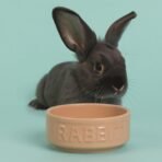 Mason Cash: Cane Rabbit Bowl - 5.2", 13.5oz - Tan Food-Water Feeding Dish, Durable Ceramic Stoneware, Microwave-Dishwasher Safe, Pet Feeding-Hydration - Image 4
