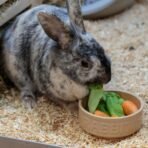 Mason Cash: Cane Rabbit Bowl - 5.2", 13.5oz - Tan Food-Water Feeding Dish, Durable Ceramic Stoneware, Microwave-Dishwasher Safe, Pet Feeding-Hydration - Image 5