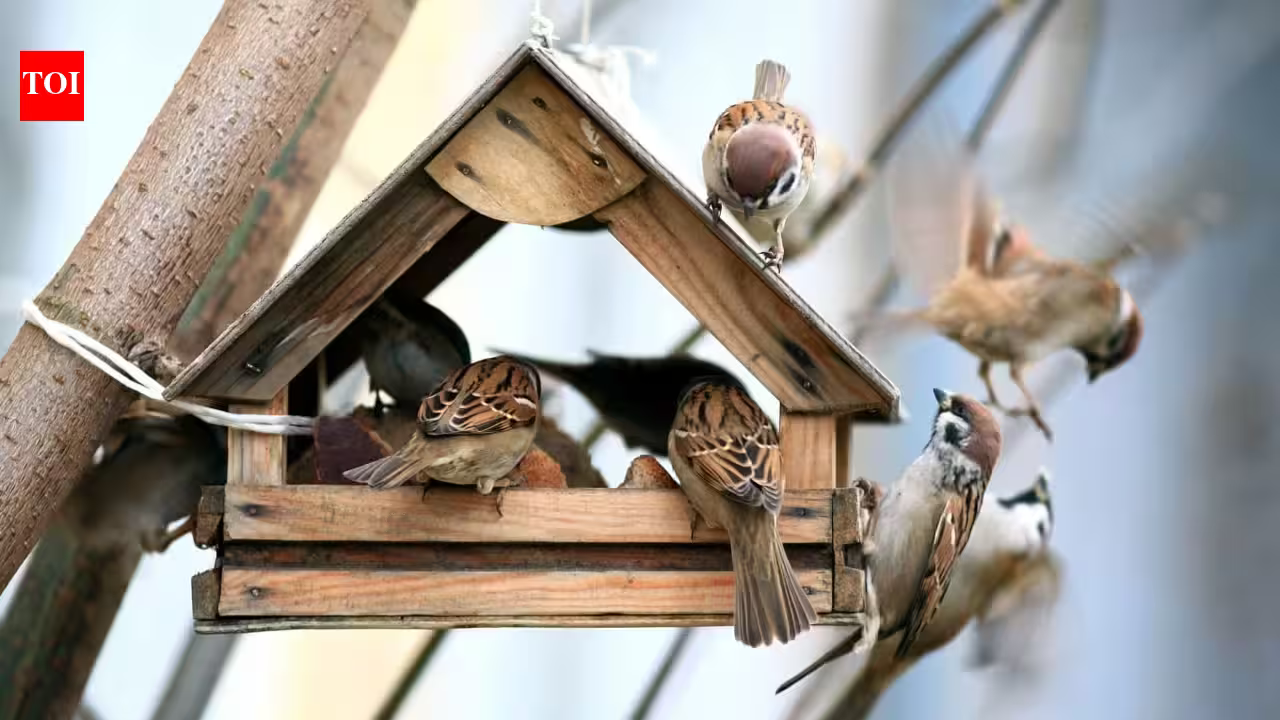 7 beautiful and functional home decor tips inspired by birds